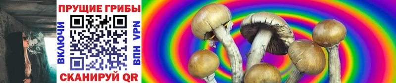 Галлюциногенные грибы Psilocybine cubensis  купить   Красный Кут 