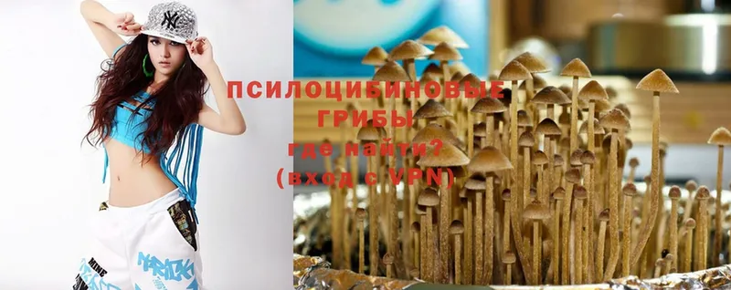 где купить   Красный Кут  Галлюциногенные грибы MAGIC MUSHROOMS 